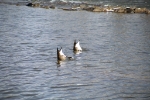 Great Falls_Ducks_2002-06